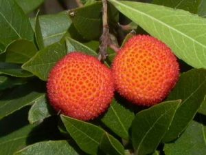 Flora Arborea