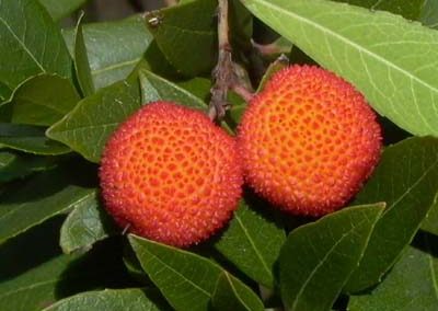 Flora Arborea