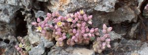 Microrreserva de Flora del Alt Senabre