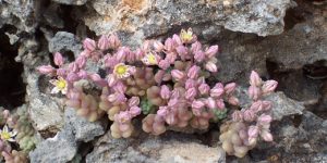 Microrreserva de Flora del Alt de Senabre