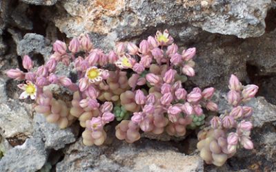 Micro-preserve of Flora del Alt de Senabre