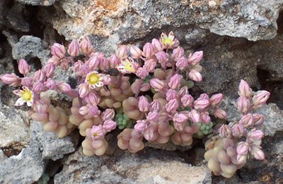 Microrreserva de Flora del Alt Senabre