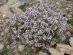 Flora Arbustífera